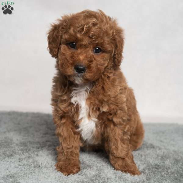 Isaiah, Cavapoo Puppy